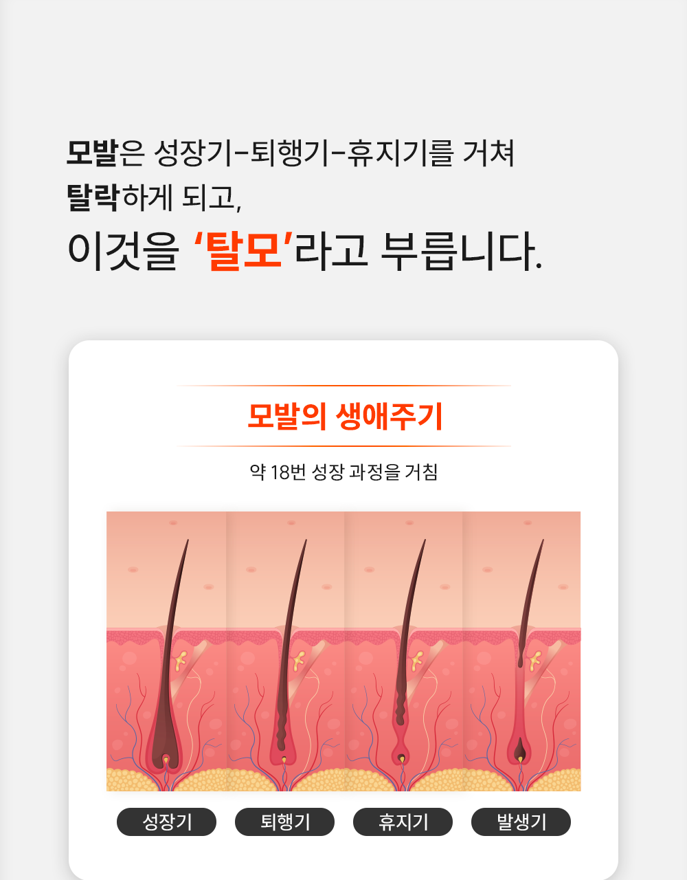 lilyeve Grow Turn Ampoule (Hair Loss Brush Ampoule)